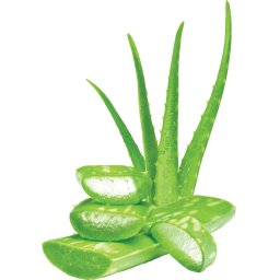 Extract Organic (Aloe Barbadensis Leaf Juice)