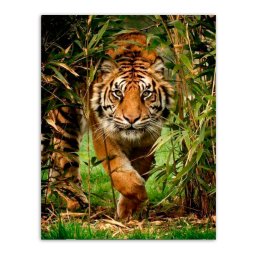 Set goblen cu diamante, cu sasiu, Mers de felina, 40x50 cm