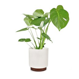Fox & Fern Enspijk, ghivece pentru flori, lemn de nuc, Polystone, lucrate manual, 2 mărimi (PP-WOODBASE-M-MW)