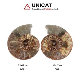 Fosil Natural Brute Ammonit Cleoniceras Druzy - 22x17 cm - ( XXL)