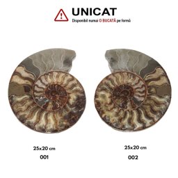 Fosil Natural Brute Ammonit Cleoniceras Druzy - 25-25 x 20-20 cm - ( XXL)