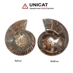 Fosil Natural Brute Ammonit Cleoniceras Druzy Opalizat - 11-12 x 9-10 cm - ( XXL) - 1 Buc