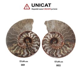 Fosil Natural Brute Ammonit Cleoniceras Druzy Opalizat - 17x14 cm - ( XXL) - 1 Buc