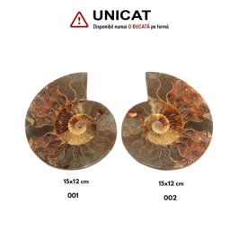 Fosil Natural Brute Ammonit Cleoniceras Druzy - 15x12 cm - ( XXL) - 1 Buc