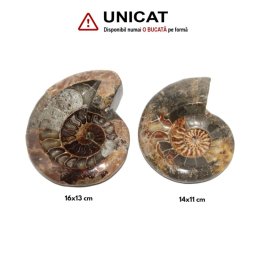 Fosil Natural Brute Ammonit Cleoniceras Opalizat Druzy - 16-14 x 11-13 cm - ( XXL) - 1 Buc