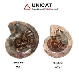 Fosil Natural Brute Ammonit Cleoniceras Druzy - 18-16 x 12-15 cm - ( XXL) - 1 Buc