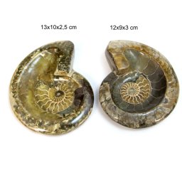 Fosil Natural Brut Ammonit Cleoniceras Druzy Opalizat - 12-13 x 9-10 x 2,5-3 cm - ( XXL) - 1 Buc