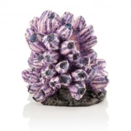 Ornament grup scoici Oase biOrb barnacle cluster