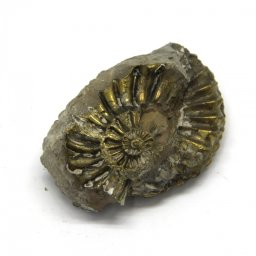 Fosil Natural Pleuroceras Tsumed 58x40 mm ( XXL )- Unicat