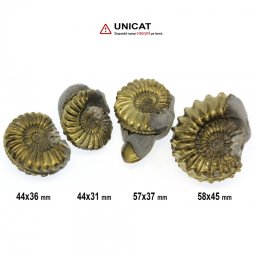 Fosil Natural Pleuroceras Tsumed 44-58 x 31-45 mm ( XXL ) - Unicat