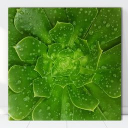 Tablou Canvas Macro Floral Verde FRZ32 (Optiuni Tablou: 100x100cm)
