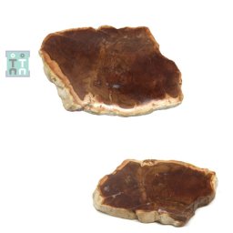 Fosil Lemn Mineral Natural Neregulat - 150x100x14 mm - ( XXL ) - Unicat