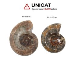 Fosil Ammonit Cleoniceras Opalizat Druzy Natural 11-13 x 9-10 x 2,5-3 cm - Unicat
