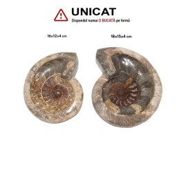 Fosil Ammonit Cleoniceras Opalizat Druzy Natural 16-18 x 12-15 x 4 cm - Unicat