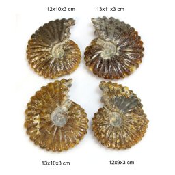 Fosil Natural Ammonit Douvilleiceras Brut 12-13 x 9-11 x 3 cm - ( XXL) - 1 Buc