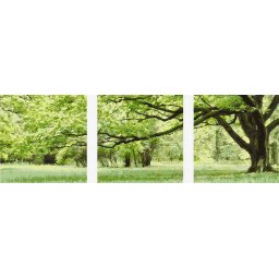 Set 3 picturi pe numere, cu sasiu, Stejar peren, 50 x 150 cm