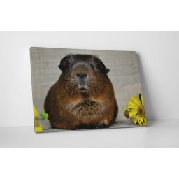 Tablou canvas : Porcusor de Guineea