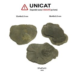 Pirita Solara -Sun Pyrite Brut Natural - 50-58 x 39-46 mm - ( XXL ) - 1 Buc