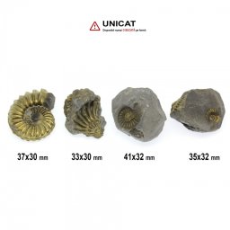 Fosil Natural Pleuroceras Tsumed 33-41 x 30-32 mm ( XL ) - Unicat