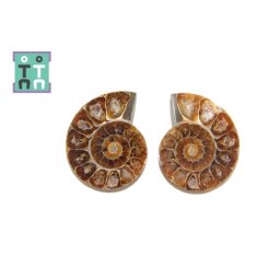 Fosil Natural Brute Ammonit Cleoniceras Opalizat Druzy - 44-45 x 36-37 mm - ( XXL) - 1 Pereche