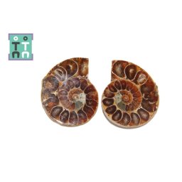 Fosil Natural Brute Ammonit Cleoniceras Opalizat Druzy - 51x41 mm - ( XXL) - 1 Pereche