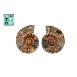Fosil Natural Brute Ammonit Cleoniceras Opalizat Druzy - 45-46 x 36-37 mm - ( XXL) - 1 Pereche