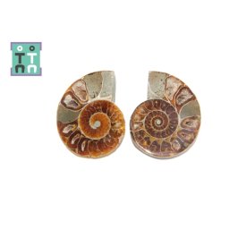 Fosil Natural Brute Ammonit Cleoniceras Opalizat Druzy - 51-53 x 42-43 mm - ( XXL) - 1 Pereche