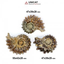 Fosil Natural Ammonit Douvilleiceras 47-55 x 39-42 x 28-29 mm ( XXL ) - Unicat