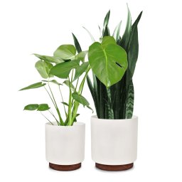 Fox & Fern Enspijk, ghivece pentru flori, set de 2 bucăți, 2 mărimi, lemn de nuc, Polystone, produse manual (PP-WOODBASE-MW-MLSET)