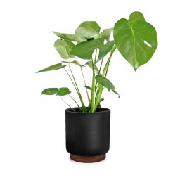 Fox & Fern Enspijk, ghivece pentru flori, lemn de nuc, Polystone, lucrate manual, 2 mărimi (PP-WOODBASE-M-MB)