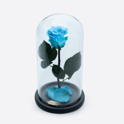 Cupola cu trandafir criogenat pe pat de petale, bleu