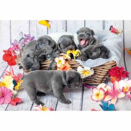 Puzzle Catelusi, 2X12 Piese