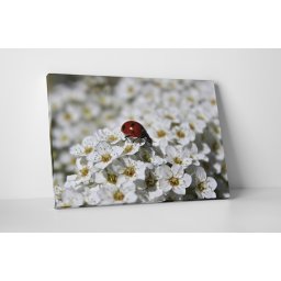 Tablou canvas : Buburuza pe floricele