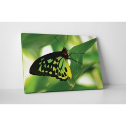 Tablou canvas : Fluture verde