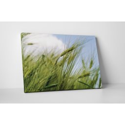 Tablou canvas : Graul verde