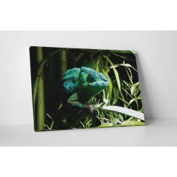 Tablou canvas : Cameleon verde