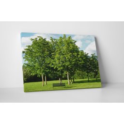 Tablou canvas : Parcul verde