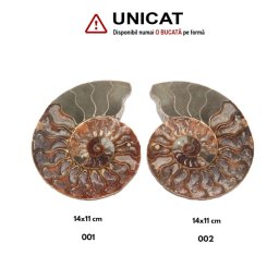 Fosil Natural Brute Ammonit Cleoniceras Druzy Opalizat - 14x11 cm - ( XXL) - 1 Buc