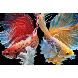 Set goblen cu diamante, cu sasiu, Dorinte implinite, 20x30 cm
