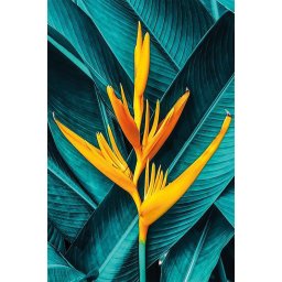 Set goblen cu diamante, cu sasiu, Exotic, 20x30 cm