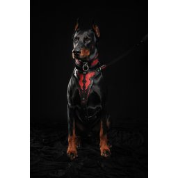 Zgarda Red Dragon, Piele Naturala, XL, Negru