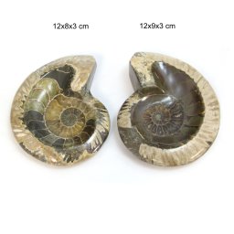Fosil Natural Brut Ammonit Cleoniceras Opalizat Druzy - 12 x 8-9 x 3 mm - ( XXL) - 1 Buc