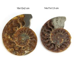 Fosil Natural Brut Ammonit Cleoniceras Druzy - 14-16x11-12 x 1,5-2 cm - ( XXL) - 1 Buc