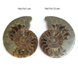 Fosil Natural Brut Ammonit Cleoniceras Druzy - 14 x 11 x 1-2 cm - ( XXL) - 1 Buc