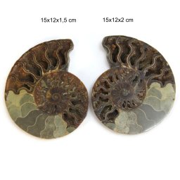 Fosil Natural Brut Ammonit Cleoniceras Druzy - 15x12x1,5-2 cm - ( XXL) - 1 Buc