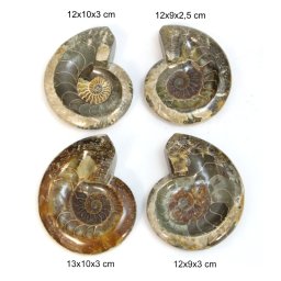 Fosil Ammonit Cleoniceras Opalizat Druzy Natural 12-13 x 9-10 x 2-3 cm - (XXL) - 1 Buc