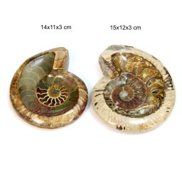 Fosil Ammonit Cleoniceras Opalizat Druzy Natural 14-15 x 11-12 x 3 cm - (XXL) - 1 Buc