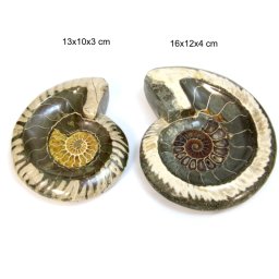 Fosil Ammonit (Cleoniceras) Opalizat Druzy Natural 13-16 x 10-12 x 3-4 cm - 1 Buc