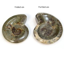 Fosil Natural Brut Ammonit Cleoniceras Druzy Opalizat - 11 x 9-10 x 3 cm - ( XXL) - 1 Buc