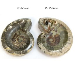 Fosil Natural Brut Ammonit Cleoniceras Opalizat Druzy - 12-13 x 9-10 x 3 mm - ( XXL) - 1 Buc